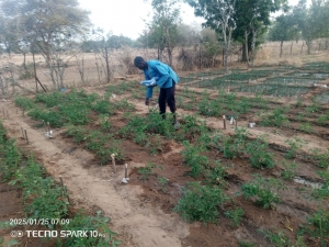 Expérimentation du compost et de l'urée de Diobass sur l'oignon et la tomate dans le cadre de PReS MACC.