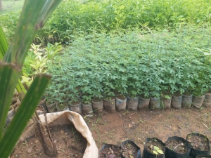 Retour en vidéo de la Journée de reboisement annuelle Diobass avec le village de ZAKIN