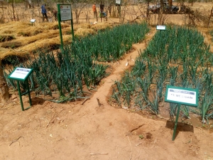 Expérimentation dans le cadre du PReS MACC, projet mis en œuvre par Diobass